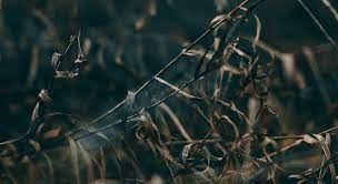 Harvest Daily Devotion By Pastor Greg Laurie Courageous Gratitude Jesus Knew What Was About To Happen And He Still Pastor Greg Laurie Courage Gratitude