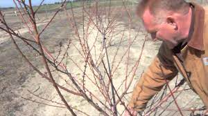 Pruning A Two Year Old Peach Tree Wonderful Information On Pruning My Peach Tree Did You Know That Peache Peach Trees Pruning Fruit Trees Pruning Peach Trees