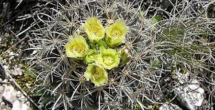 Cactusflower #cactus #succulent getting a cactus to bloom may be difficult and take a lot of time, but it is not impossible! Endangered Species Big Turning Point For Tiny Texas Cactus Monday May 14 2018 Www Eenews Net