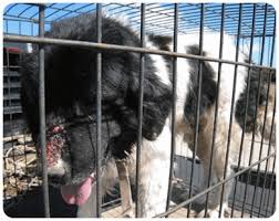 At age six when her breeding life was over, the puppy mill was going to put her up for auction. Community Support