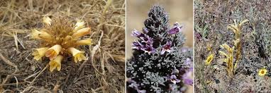 Image result for Orobanche