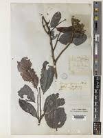 Image result for Maranthes floribunda