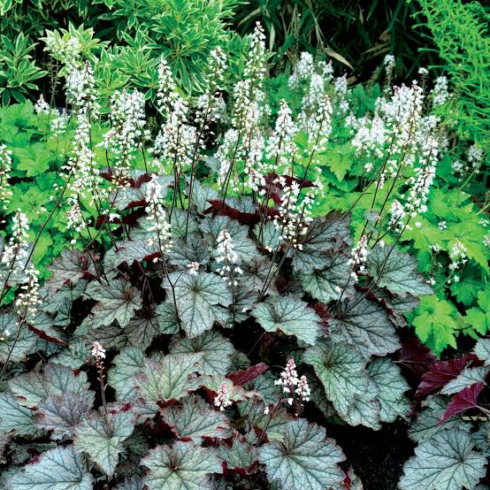 Heucherella, Twilight