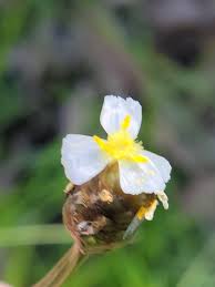 Image result for Xyridaceae