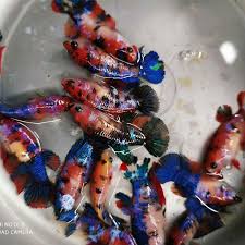 Ikan ini pada dasarnya adalah variasi dari cupang marble dan diciptakan melalui pemuliaan selektif. Jual Hiasan Akuarium Ikan Cupang Betina Female Koi Nemo Galaxi Di Lapak Sahabat Betta Bukalapak