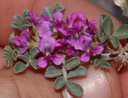 Image result for Indigastrum costatum