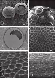 Image result for Pygaera timon