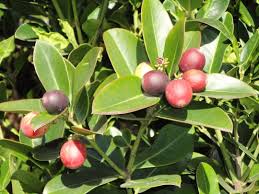 Image result for Acokanthera laevigata