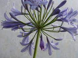 P1390916 Flower Pictures Agapanthus Flower Vases