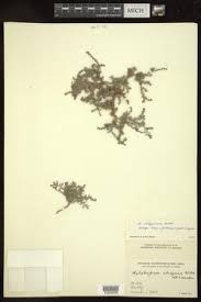 Image result for Euploca katangensis