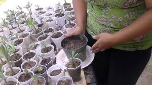 Germinacion Rosa Del Desierto Rosa Del Desierto Cultivo De Rosas Germinacion