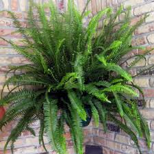 Image result for Nephrolepis