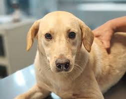 Centro Municipal de Educación para el Cuido Animal