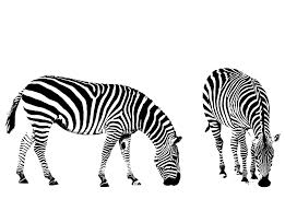 You may also like zebra skin background or zebra skin clipart! Zebra Zebras Illustration Clipart Clip Art Free Image From Needpix Com