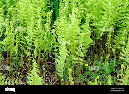 Image result for Dryopteris athamantica
