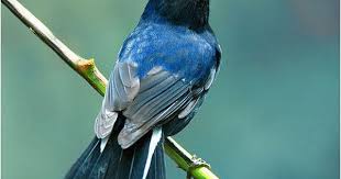 صور عصافير خلفيات عصافير مختلفة الأشكال ومتنوعة جميلة جدا موقع حصري Bird Pictures Animals Pictures