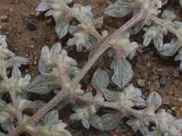 Image result for Guilleminea densa