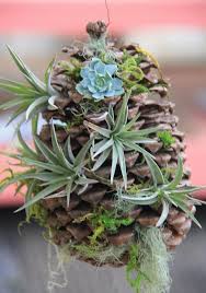 Une Pomme De Pin Avec Des Plantes Voici 13 Idees Originales Plantes D Air Soins Plante D Ornement Mini Jardins