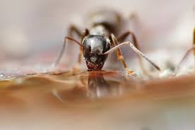 It is a loose concept, as an organism can be a pest in one setting but beneficial, domesticated or acceptable in another. Choosing The Appropriate Pest Control Company Az Big Media
