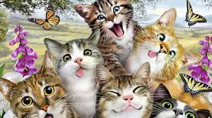 1920x1080 hintergrundbilder kã¤tzchen katze tiere katzenjunges. Lustiger Katzenhintergrund Lustig Hintergrund Katzen Kampf Bildschirmhintergrund Wallpaperbetter