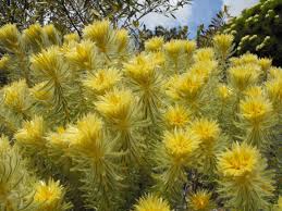 Image result for Phylica