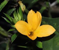 Image result for Barleria sp. D (near holubii)