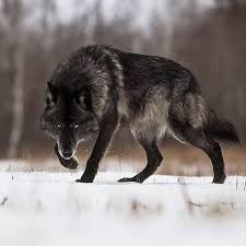 Majestic Wolf Animals Beautiful Wolf Dog Black Wolf