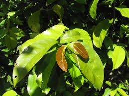 Image result for Gnetaceae