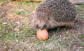 10 Animals That Are Omnivores Worldatlas