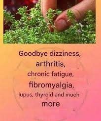 This is a true “tea of ​​God” as it treats arthritis, lupus, dizziness,  thyroid problems and chronic fatigue The Secret No One Will Ever Tell You.