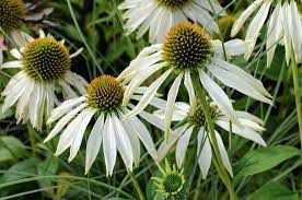Echinacea Purpurea White Swan Echinacea Purpurea Echinacea Rhs Flower Show