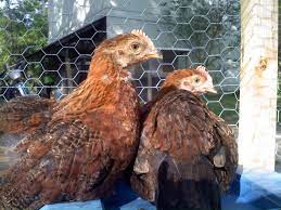 I've seen a week old rooster chick. What Gender Is My 6week Old Welsummer Backyard Chickens Learn How To Raise Chickens