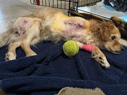 Remember the 6month old puppy thrown out on a sidewalk and left to die? The  woman didn't even wait 10 minutes for us to get there and took him to the  shelter
