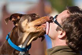 Ask A Vet Why Does My Dog Kiss Me On The Mouth 7x7 Bay Area