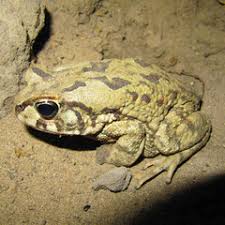 Image result for Cordylostigma virgatum