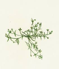 Image result for Canscora diffusa