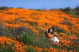 Finden sie tolle angebote von hunderten von websites und buchen sie das richtige hotel mit 2.975 bewertungen von lake elsinore hotels auf tripadvisor. In Pictures Storms Prompt California Super Bloom Bbc News