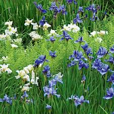 Wings Over Water Collection Of 12 Siberian Iris Plants White Flower Farm Deer Resistant Perennials Iris Flowers