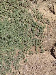 Image result for Lotononis stipulosa