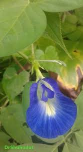 Image result for Tephrosia tanganicensis