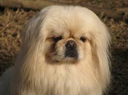 You can find so many unique, cute and complicated pictures for children of all ages as well as many great. Pekingese Dog Breed Pictures 6
