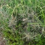 Image result for Eragrostis cylindriflora