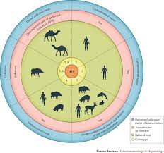 Diagnostic testing in hepatitis c virus infection. Hepatitis E Virus Advances And Challenges Nature Reviews Gastroenterology Hepatology