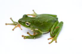 If you go out at dusk after a rain you can hear their chorus all around. American Green Tree Frog Wikipedia
