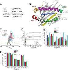 Peptide Modulation Of Class I Major Histocompatibility Complex Protein Molecular Flexibility And The Implications For Immune Recognition Journal Of Biological Chemistry