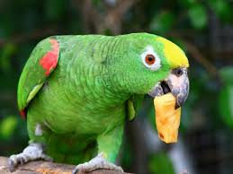 Image result for parrot