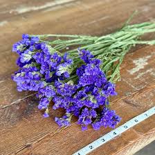 Image result for Limonium sinuatum