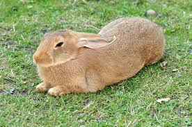 There's nothing cuter on easter morning than having the kids wake and up . Domestic Rabbit Wikipedia