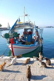 Saronic Islands Greece Paesaggi Animali Belli Animali