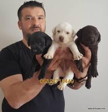 Satilik Kahverengi Beyaz Labrador Yavrulari Kopek Hayvan Kahverengi